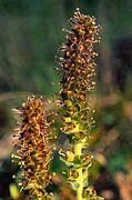 Veronica rubra (Besseya rubra)