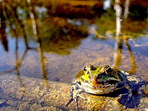 Edible Frog (Rana kl. esculenta)