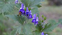 Aconitum japonicum