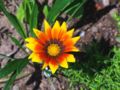 Gazania sp. (Asteraceae) This plant is probably a hybrid