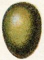 Luscinia megarhynchos