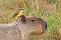 on capybara