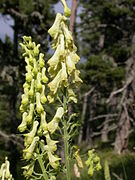 Aconitum vulparia