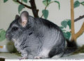 Chinchilla (Chinchilla lanigera)