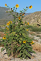 Kyle Canyon, Spring Mountains, NV