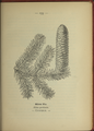 Plate 153 Abies pectinata