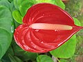 Anthurium