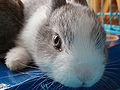 * Nomination Four weeks old domestic rabbit. --Adamantios 11:43, 28 July 2006 (UTC) * Decline Cute and good resolution, but shows only part of the head -- Infrogmation 13:40, 28 July 2006 (UTC)