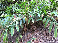 Alpinia pricei