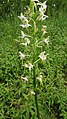 Platanthera bifolia Germany - Beckingen