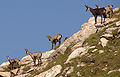 Chamois