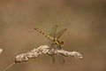 * Nomination Green Hawker dragonfly by User:Kenwood33 * Promotion outstanding colours! CyrilB 12:07, 16 July 2006 (UTC)