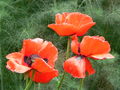 * Nomination Papaver bracteatum Lindl. "Beauty of Livermere", a poppy species --Eva K. Message 20:11, 28 July 2006 (UTC) * Promotion This one also clearly makes it possible to idenify a similar flower Gnangarra 05:58, 31 July 2006 (UTC)