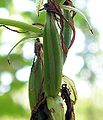 Platanthera bifolia