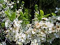 Plum tree in blossom