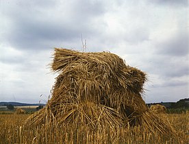 Sheaved and stooked wheat