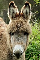 Woolly paramo donkey