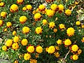 Tagetes- Patula-Hybrid