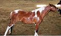 English: Chestnut tobiano with sabino. Stripe/blaze and chin white, see also roaned spot borders and typical sabino stockings in hinds