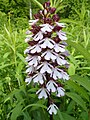 Orchis purpurea Germany - Lilienthal (Kaiserstuhl)