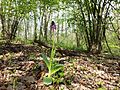 Orchis purpurea Austria - Lower Austria Korneuburg - Rohrwald