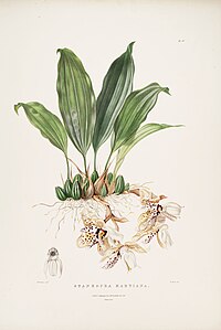 plate 27 Stanhopea martiana