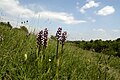 Orchis purpurea Germany - Münstereifel Eschweiler - Kuttenberg