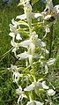 Platanthera bifolia Germany - Taubergießen