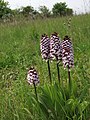 Orchis purpurea Germany - NSG Karlstadter Trockengebiete