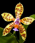 Phalaenopsis fasciata