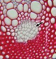 Cross section through vascular bundle. arrow = phloem