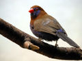 Captive adult male