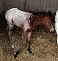 Deutsch: Schabrackenschecke, Schabrackentiger English: "Blanket" Appaloosa