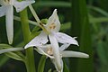 Platanthera bifolia Italy - Limana