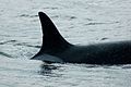 "Granny", Haro Strait, Washington, USA