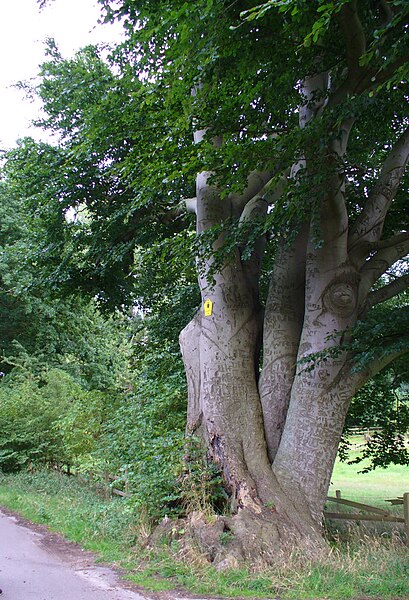 File:P1030114-Naturdenkmal Wedel.JPG