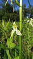 Platanthera bifolia Germany - Neuried (Ichenheim)