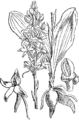 Platanthera bifolia Dvolistni mušnik plate 460 in: Martin Cilenšek: Naše škodljive rastline (Orchidaceae) Celovec (1892)