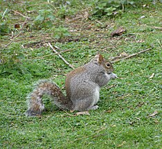 A squirrel eating a nut in the Diana, Princess of Wales Memorial Walk