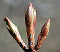 Opening buds in spring; Cap Tourmente National Wildlife Area, Quebec, Canada