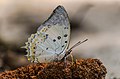 * Nomination Polyura delphis at Satchari National Park, Bangladesh. By User:Saiful786 --RockyMasum 12:45, 10 October 2020 (UTC) * Promotion  Support Good quality, nice lighting. --IntelTesla 15:07, 10 October 2020 (UTC)