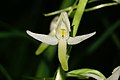 Platanthera bifolia