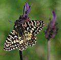 Zerynthia rumina L.