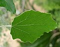 Leaf upper side