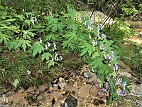 Aconitum tonense