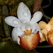 Phalaenopsis lobbii