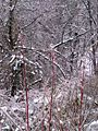 Ice-covered plants, January 1, 2006, Val di Taro (PR), Italy