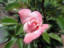 'Lovely Lady', Dickson 1983 'Silver Jubilee' × ('Eurorose' × 'Anabell')