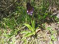 Orchis purpurea Germany - Mosbach (Baden)