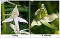 Difference between Platanthera bifolia and Platanthera chlorantha